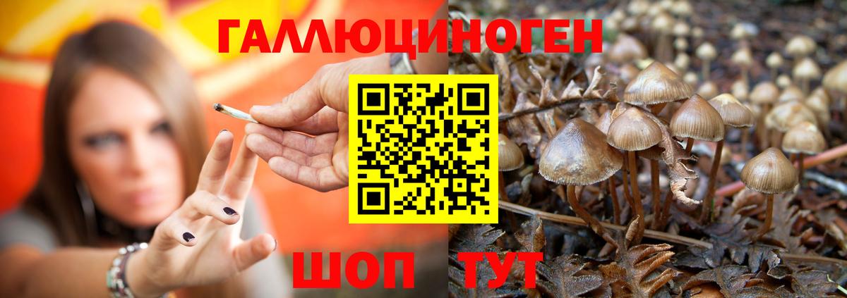 где можно купить наркотик  Галлюциногенные грибы Psilocybe  Вход с VPN  Галлюциногенные грибы мухоморы  Ульяновск 